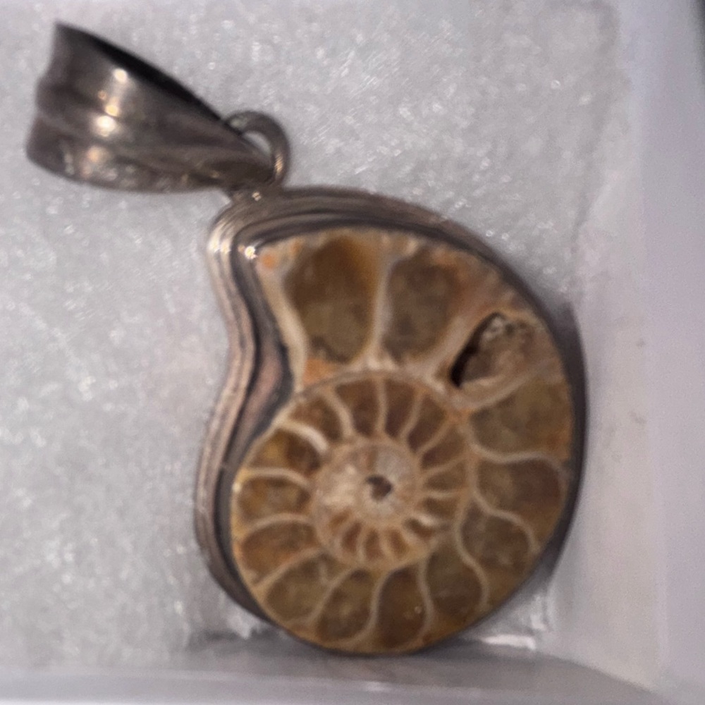 Fossil Ammonite Pendant in Silver Setting